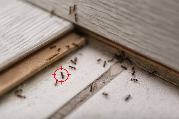 Pest Control for Restaurants in Idalou, TX