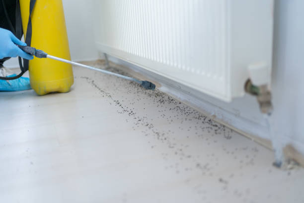 Best Ant Control Services  in Idalou, TX
